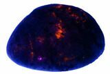Polished Yooperlite Pebble - Highly Fluorescent! #177451-1